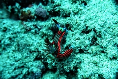 Nembrotha