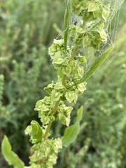 Rumex stenophyllus