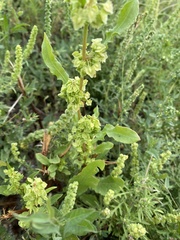 Rumex stenophyllus