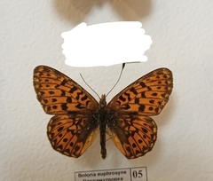 Boloria euphrosyne