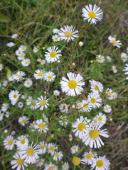 Symphyotrichum × salignum