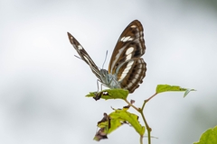 Limenitidini