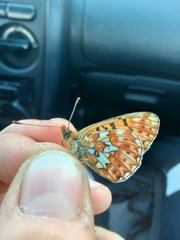 Boloria euphrosyne