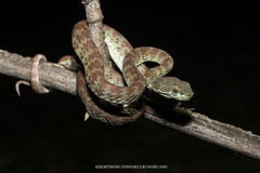 Trimeresurus kuiburi