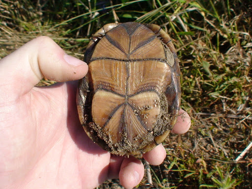 Southeastern Mud Turtle in May 2010 by Chia aka Cory Chiappone. 9:09am ...