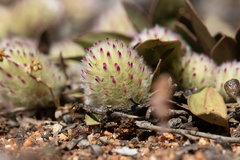 Ptilotus holosericeus