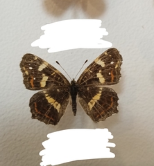 Araschnia levana