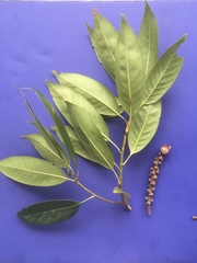 Lithocarpus henryi