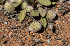 Ptilotus holosericeus