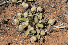 Ptilotus holosericeus