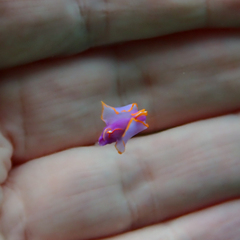 Sagaminopteron ornatum