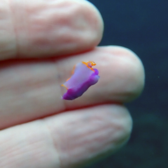 Sagaminopteron ornatum