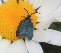 Turneriprocris dolens