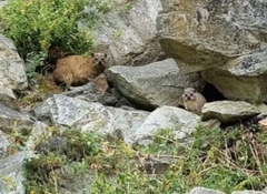 Procavia capensis capensis