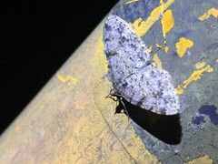 Protoboarmia faustinata