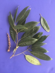 Lithocarpus henryi