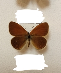 Coenonympha glycerion