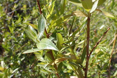 Maytenus boaria