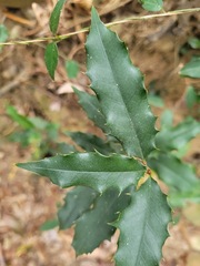 Prunus spinulosa