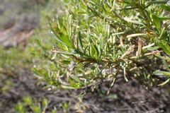 Baccharis linearis