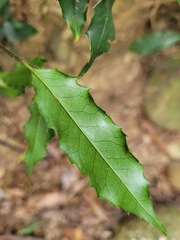 Prunus spinulosa