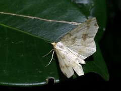 Pareclipsis gracilis