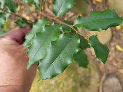 Prunus spinulosa