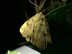 Lygephila maxima