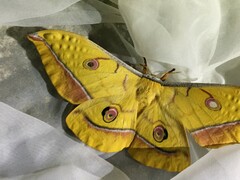 Antheraea yamamai