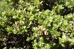 Baccharis magellanica