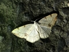 Lomographa simplicior