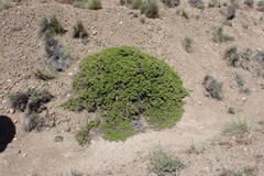 Baccharis magellanica