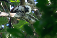 Saguinus oedipus