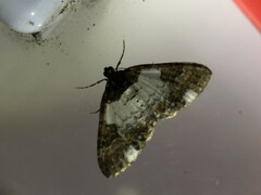 Melanthia procellata