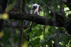 Saguinus oedipus