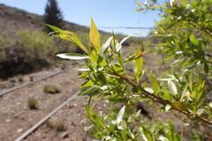 Maytenus boaria