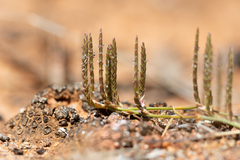 Eragrostis dielsii