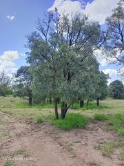 Acacia harpophylla
