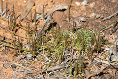 Eragrostis dielsii