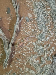 Pachydactylus rangei