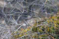 Austrostipa elegantissima