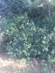 Lithocarpus henryi