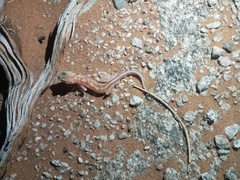 Pachydactylus rangei