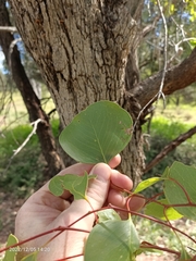 Eucalyptus populnea