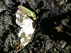 Melanthia procellata