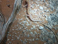 Pachydactylus rangei