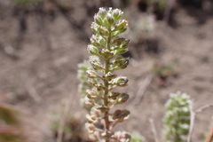 Lepidium perfoliatum