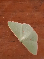 Chlorocoma cadmaria