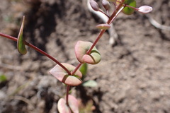 Lepidium perfoliatum