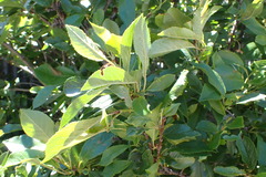 Aristotelia chilensis